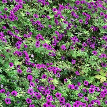 Geranium 'Ann Folkard'