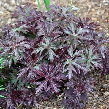 Geranium pratense 'Midnight Reiter' 