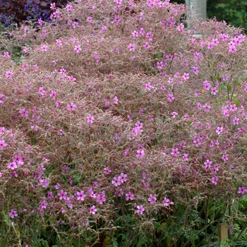 Geranium palmatum