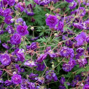 Geranium pratense 'Plenum Violaceum'