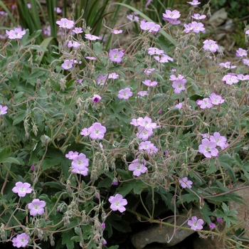 Geranium pulchrum 