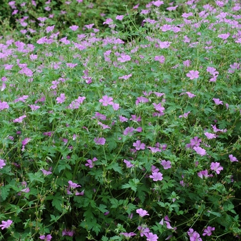 Geranium x oxonianum 'Claridge Druce'