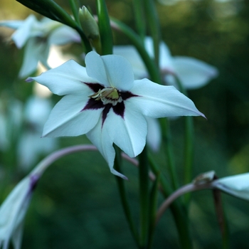 Gladiolus callianthus var. muraliae