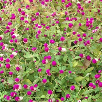 Gomphrena globosa 'Purple'