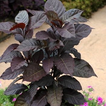 Graptophyllum pictum 'Black Beauty'