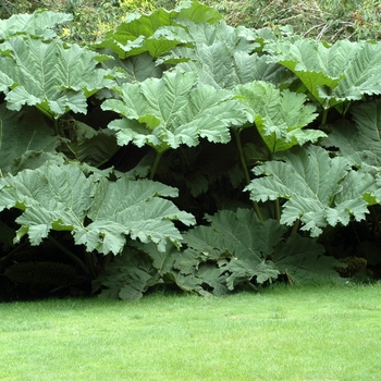 Gunnera manicata 