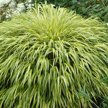 Hakonechloa macra 'Albo-variegata' 