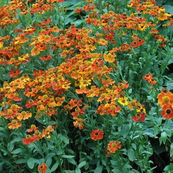 Helenium autumnale 'Moerheim Beauty' 