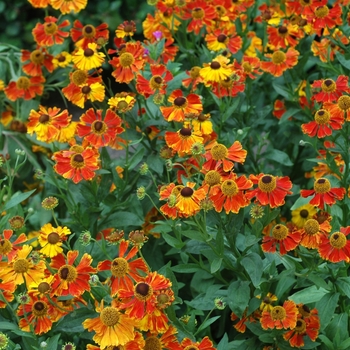 Helenium autumnale 'Waldrut'