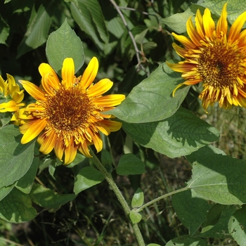 Helianthus annuus 'The Joker'