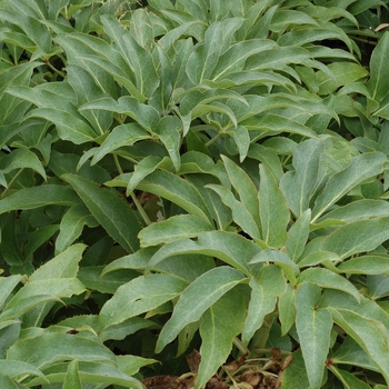 Helleborus argutifolius