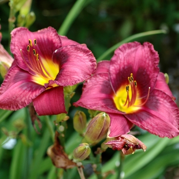 Hemerocallis 'Blackeye Imp'