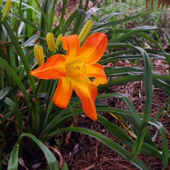 Hemerocallis 'Carrick Wilden' 