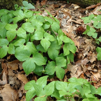 Hepatica acutiloba