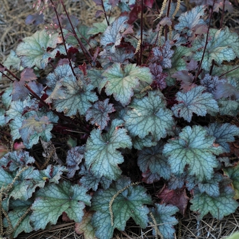 Heuchera 'Amethyst Myst' 