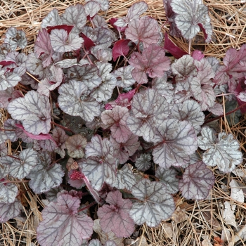 Heuchera 'Silver Lode' 