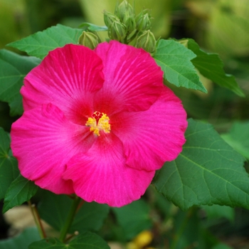 Hibiscus mutabilis 'Rubrum' 