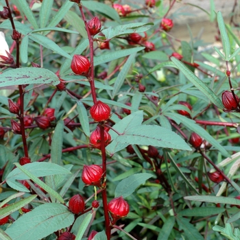 Hibiscus subdariffa