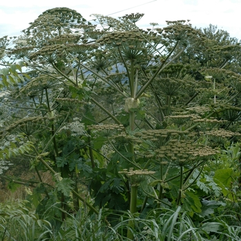 Heracleum sosnouskyi 