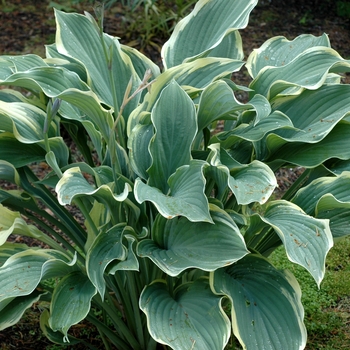 Hosta 'Samurai' 