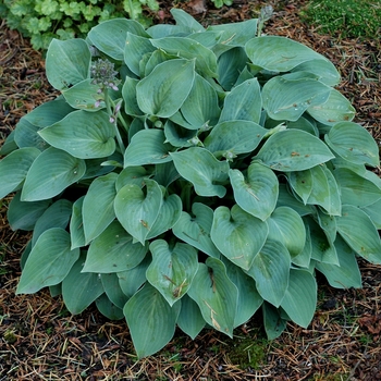 Hosta 'Ambigua Blue Edger' 