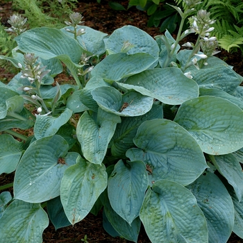 Hosta 'Lake Port Blue' 