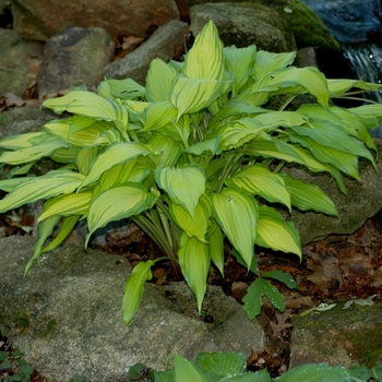 Hosta 'Spritzer' 