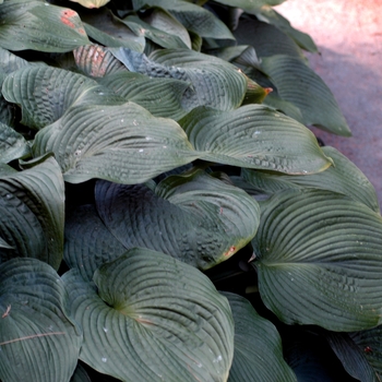 Hosta 'Blue Angel' 