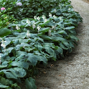 Hosta sieboldiana 'Elegans' 