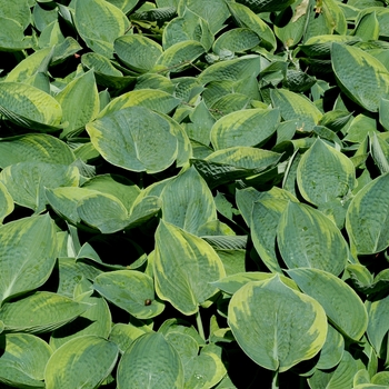 Hosta 'Tokudama Flavocircinalis' 