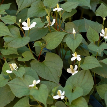 Houttuynia cordata