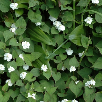 Houttuynia cordata 'Plena' 