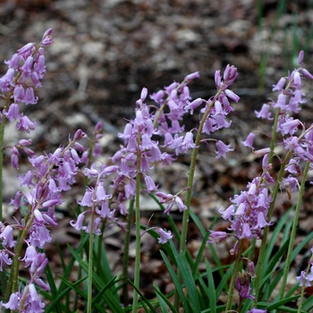 Hyacinthoides hispanica 'Queen of Pink' 