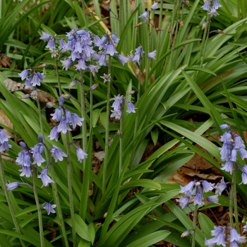 Hyacinthoides hispanica
