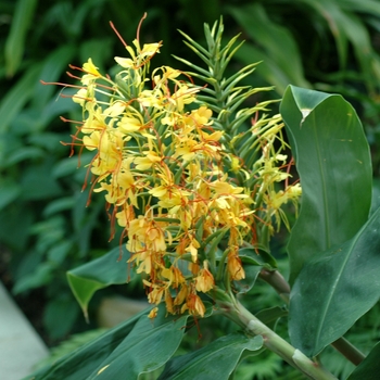 Hedychium gardnerianum