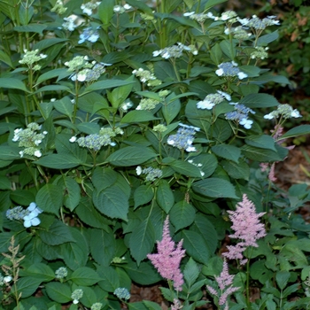 Hydrangea serrata 'Bluebird' 