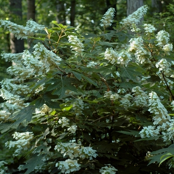 Hydrangea quercifolia 'Alice' 