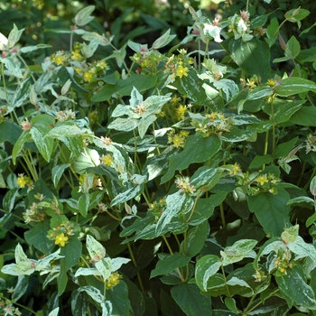 Hypericum androsaemum 'Variegatum' 