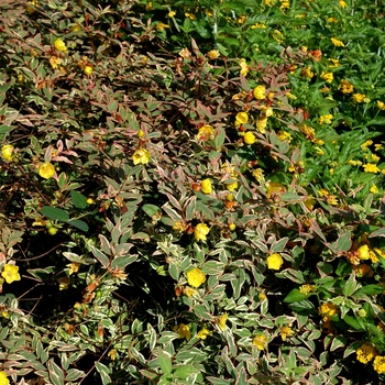 Hypericum x moserianum 'Tricolor' 