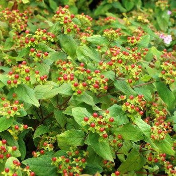 Hypericum x inodorum 'Elstead' 