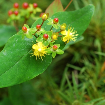 Hypericum x inodorum