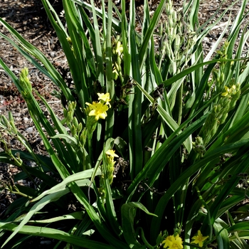 Hypoxis rooperi 