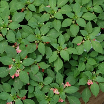 Impatiens 'Infrared' 