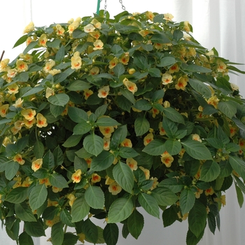 Impatiens Fusion™ 'Yellow Glow' (002591)