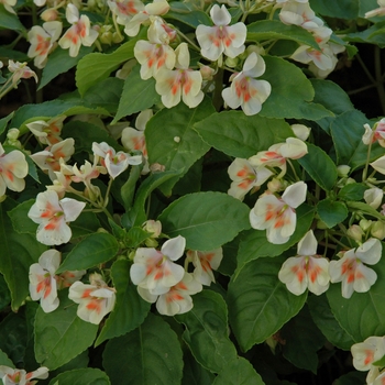Impatiens Fusion™ 'Yellow Glow' (002593)
