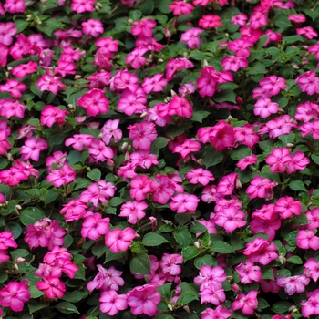 Impatiens walleriana 'Raspberry Swirl'