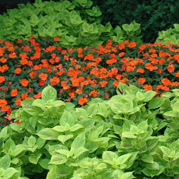 Impatiens hawkeri 'Tango'