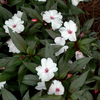 Impatiens hawkeri 'Celebrette White with Eye'