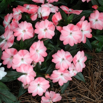 Impatiens hawkeri 'Sonic Southern Ice'