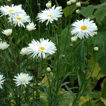 Leucanthemum x superbum 'Northern Lights' 